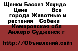 Щенки Бассет Хаунда  › Цена ­ 25 000 - Все города Животные и растения » Собаки   . Кемеровская обл.,Анжеро-Судженск г.